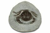 Eocene Fossil Crab (Pulalius) - Washington State #345509-1